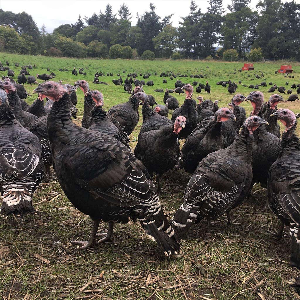 Maryfield Turkeys on the field